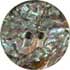 Shell Buttons