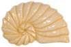 1 3/8" Carved Bone Nautilus Shell