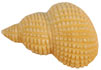 1 1/4" Carved Bone Sea Shell