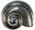 1" Silver Snail Shell 