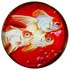 1 1/4" Koi (picture button)